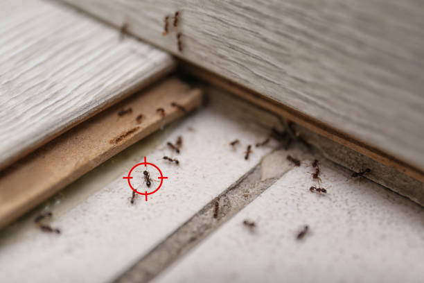 Best Wasp Removal Services  in Tierra Verde, FL