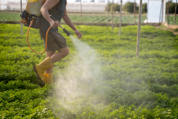 Best Insect Control  in Tierra Verde, FL